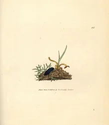 カブトムシ、Selatosomus aeneus (Elater cyaneus) をクリックします。 The British Miscellany の James Sowerby による手彩色の銅版画、または新しい、珍しい、またはほとんど知られていない動物の彩色された図。