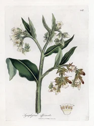 コンフリー - コンフリー、Symphytum officinale。 ジェームズ・ソワービーによるウィリアム・ウッドビルの植物図とウィリアム・ジャクソン・フッカー卿の「「医学植物学」」、ジョン・ボーン、ロンドンの手彩色の銅版画