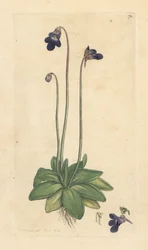 一般的なバターワート、Pinguicula vulgaris (grassette) ロンドンの James Smith