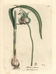 一般的な栽培にんにく、Allium sativum