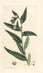 Common gromwell, Lithospermum officinale (Gremil officinal) ロンドンの James Smith