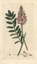 Common sainfoin, Onobrychis viciifolia (Hedysarum onobrychis) (Sainfoin cultive) James Smith