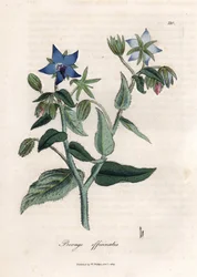 公定のルリジサ。 Botanique Medicinale の James Sowerby (1757-1822) による素描からの手彩色の銅版画