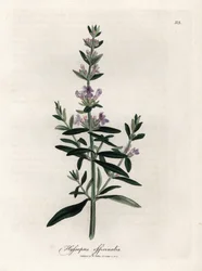 公定ヒソップ。 Botanique Medicinale の James Sowerby (1757-1822) による素描からの手彩色の銅版画