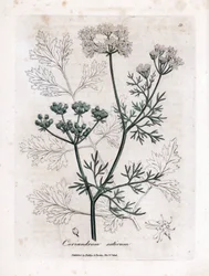 コリアンダー (Coriandrum sativum)。 James Sowerby によるイラストからの手彩色の銅版画。 ウィリアム・ウッドヴィルとサー・ウィリアム・ジャクソン・フッカーの著書「「薬用植物」」（1832 年）からの抜粋。