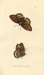 濃い緑色のバイモ、Argynnis aglaia (シャーロット バタフライ、アゲハ charlotta)。 The British Miscellany の James Sowerby による手彩色の銅版画、または新しい、珍しい、またはほとんど知られていない動物の色付きの図。