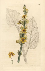 クロモウズイカ、Verbascum nigrum（黒いモウズイカ）。ロンドン刊、ジェームズ・スミス『English Botany』所収、ジェームズ・サワービーの図版による手彩色銅版画