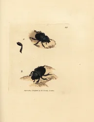 Dor カブトムシまたは地球ボーリングのフンコロガシ、Geotrupes puncticollis (Scarabaeus spiniger)。 The British Miscellany の James Sowerby による手彩色の銅版画、または新しい、珍しい、またはほとんど知られていない動物の彩色された図。