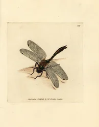 ダウニー エメラルド トンボ、Cordulia aenea (メタリック トンボ、Libellula aenea)。 The British Miscellany の James Sowerby による手彩色の銅版画、または新しい、珍しい、またはほとんど知られていない動物の彩色された図。