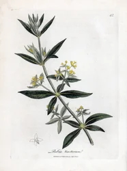 ダイアーアカネ、アカネアカネ。 ウィリアム・ウッドヴィルのジェームス・ソワービーによる植物のイラストからの手彩色の銅版画とウィリアム・ジャクソン・フッカー卿の「「医学植物学」」、ジョン・ボーン、ロンドン