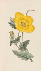 英国の植物学、1790-1800。