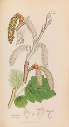 英国の植物学、1790-1800。