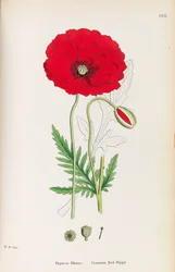 英国の植物学、1790-1800。