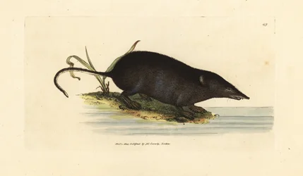 ユーラシアの水じゃじゃ馬、Neomys fodiens (Sorex ciliatus、フリンジ尾水じゃじゃ馬)。 The British Miscellany の James Sowerby による手彩色の銅版画、または新しい、珍しい、またはほとんど知られていない動物の彩色された図。