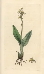 フェン蘭、Liparis loeselii (ドワーフ オフリス、オフリス loeselii)。 James Smith