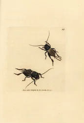コオロギ、Gryllus campestris (Accheta campestris)。 The British Miscellany の James Sowerby による手彩色の銅版画、または新しい、珍しい、またはほとんど知られていない動物の彩色された図。
