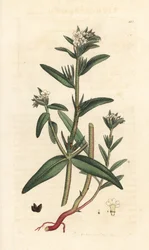 Field gromwell, Buglossoides arvensis (Lithospermum arvense) (Gremil des champs) James Smith