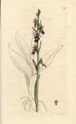 フライラン、オフリス昆虫 (フライラン、Ophrys muscifera)。 James Smith