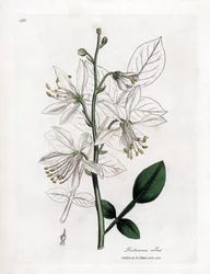 Fraxinelle - 白い fraxinella またはバサード dittany、Dictamnus アルバス。 ウィリアム・ウッドヴィルのジェームス・ソワービーによる植物のイラストからの手彩色の銅版画とウィリアム・ジャクソン・フッカー卿の「「医学植物学」」、ジョン・ボーン、ロンドン