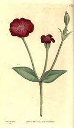 園芸用ポピー - バラ色のセンノウ、Silene coronaria（Agrostemma coronaria）。ジェームズ・サワービーによる手彩色銅版画および植物図譜、ウィリアム・カーティス著『The Botanical Magazine』より、ロンドン、ランベス・マーシュ