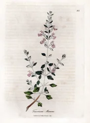 Germandree marum または猫の germandree - 猫のタイム、Teucrium marum。 ウィリアム・ウッドヴィルのジェームス・ソワービーによる植物のイラストからの手彩色の銅版画とウィリアム・ジャクソン・フッカー卿の「「医学植物学」」、ジョン・ボーン、ロンドン