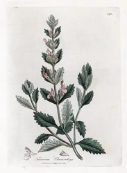 Germandree petit オーク - 一般的なジャーマンダー、Teucrium chamaedrys。 ジェームズ・ソワービーによるウィリアム・ウッドビルの植物図とウィリアム・ジャクソン・フッカー卿の「「医療植物学」」、ジョン・ボーン、ロンドンの手彩色銅版画