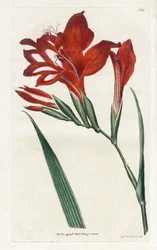 Glaieul cardinal - James Sowerby (1757-1822) によるリトグラフィー、William Curtis (1746-1799) による Botanical Magazine より