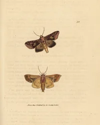ゴールド スパングル蛾、Autographa bractea (Phalaena Noctua bractea)。 The British Miscellany の James Sowerby による手彩色の銅版画、または新しい、珍しい、またはほとんど知られていない動物の彩色された図。