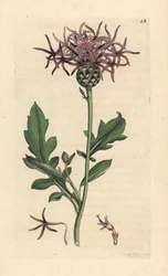 ヤグルマギク、Centaurea scabiosa (Centauree scabieuse) ロンドンの James Smith