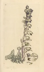 オオハモモギ、Lathraea squamaria (Grande cardamine) ロンドンの James Smith