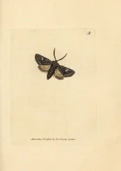 緑ぶちドット蛾、バレリア oleagina (Phalaena Bombyx oleagina)。 The British Miscellany の James Sowerby による手彩色の銅版画、または新しい、珍しい、またはほとんど知られていない動物の彩色された図。