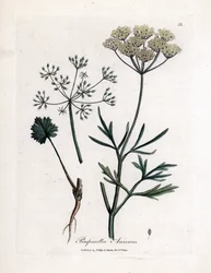 グリーンアニス (Pimpinella anisum)。 James Sowerby によるイラストからの手彩色の銅版画。 ウィリアム・ウッドヴィルとサー・ウィリアム・ジャクソン・フッカーの著書「「薬用植物」」（1832 年）からの抜粋。