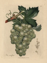 緑のブドウ、つる、葉、Vitis vinifera