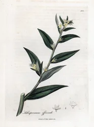 Gremil オフィシナルまたはパール グラス - Gromwell、Lithospermum officinale。 ジェームズ・ソワービーによるウィリアム・ウッドビルの植物図とウィリアム・ジャクソン・フッカー卿の「「医療植物学」」、ジョン・ボーン、ロンドンの手彩色銅版画