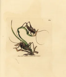 灰色のブッシュ クリケット、Platycleis grisea (灰色イナゴ、イナゴ grisea)。 The British Miscellany の James Sowerby による手彩色の銅版画、または新しい、珍しい、またはほとんど知られていない動物の彩色された図。