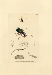 オサムシ、Drypta dentata (Golden-mouthed carabus、Carabus chrysostomos)。 The British Miscellany の James Sowerby による手彩色の銅版画、または新しい、珍しい、またはほとんど知られていない動物の色付きの図。