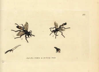 毛むくじゃらのサンドワスプ、ポダロニア ヒルスタ (Ammophila hirsuta)。 The British Miscellany の James Sowerby による手彩色の銅版画、または新しい、珍しい、またはほとんど知られていない動物の色付きの図。