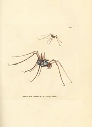 ハーベストマン クモ、Megabunus diadema。 The British Miscellany の James Sowerby による手彩色の銅版画、または新しい、珍しい、またはほとんど知られていない動物の色付きの図。