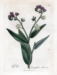ハウンドの舌、Cynoglossum officinale。 ジェームズ・ソワービーによるウィリアム・ウッドビルの植物図とウィリアム・ジャクソン・フッカー卿の「「医療植物学」」、ジョン・ボーン、ロンドンの手彩色銅版画