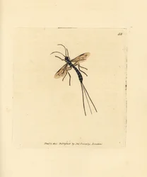Ichneumon ハエ、Rhyssa persuasoria (Ichneumon persuasorius)。 The British Miscellany の James Sowerby による手彩色の銅版画、または新しい、珍しい、またはほとんど知られていない動物の彩色された図。