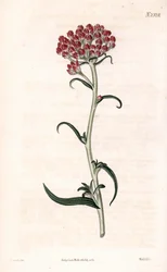 イモータル スター - ヘリクリサム stellatum (コンパクト開花 gnaphalium、Gnaphalium congestum)。 サミュエル・カーティスの「「植物誌」」ロンドンのジェームズ・ソワービーによるイラストの後、ウェッデルによる手彩色の銅版画の彫刻