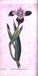 アイリスのベリコロール、ウィリアム・カーティスの「The Botanical Magazine」（または「Flower Garden Displayed」）のプレート21。1787年（彫刻）。