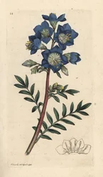 ヤコブのはしごまたはギリシャのカノコソウ、Polemonium caeruleum ロンドンの James Smith