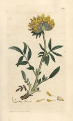 腎臓レンゲまたは女性の指、Anthyllis vulneraria (Anthyllide vulneraire) ロンドンの James Smith