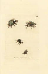 地衣をまとったヘメロビウス (クサカゲロウ) の幼虫、ダニ、Acarus amictus と小さなバスケット ダニ、Acarus corbicula。 The British Miscellany の James Sowerby による手彩色の銅版画、または新しい、珍しい、またはあまり知られていないアニの色付きの図
