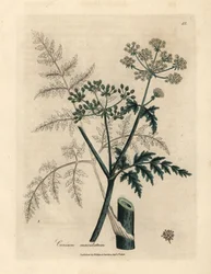 ツガの葉と花、Conium maculatum