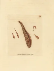ヒル、ヒルドサーキュラン。 The British Miscellany の James Sowerby による手彩色の銅版画、または新しい、珍しい、またはほとんど知られていない動物の彩色された図。