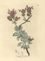 クレタ島のライラックの花が咲くディタニー、オリガナム dictamnus