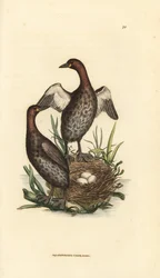 カイツブリ、Tachybaptus ruficollis（小型の黒い顎のカイツブリ、Colymbus hebridicus?）。3個の卵を抱く巣のつがい。ジェームズ・サワービーによる手彩色銅版画、『The British Miscellany, or Coloured figures of new, rare, or little known animal subjects』より。