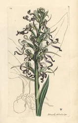 トカゲ蘭、Himantoglossum hircinum (トカゲ サテリオンまたはオチス、Satyrium hircinum)。 James Smith